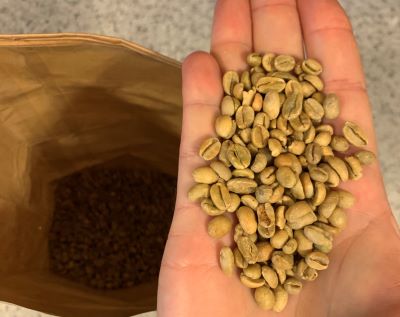 Raw coffee beans in hand