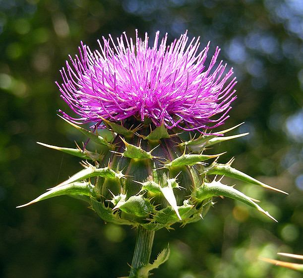 milk thistle